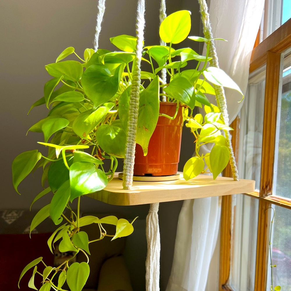 Natural wood macrame plant hanger